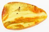 Fossil Crane Fly (Limoniidae) In Baltic Amber #296980-1